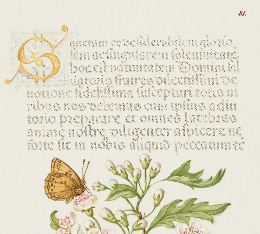 Medieval illuminated manuscript page with botanical illustration and Latin text, representing the centuries-old written tradition of Hungarian documents